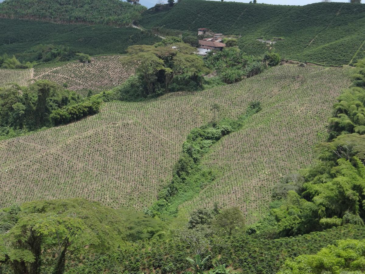 Palestina Ecohotel Chinchina ภายนอก รูปภาพ